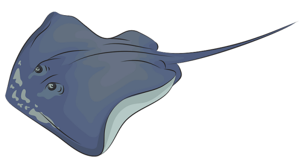 Американский хвостокол