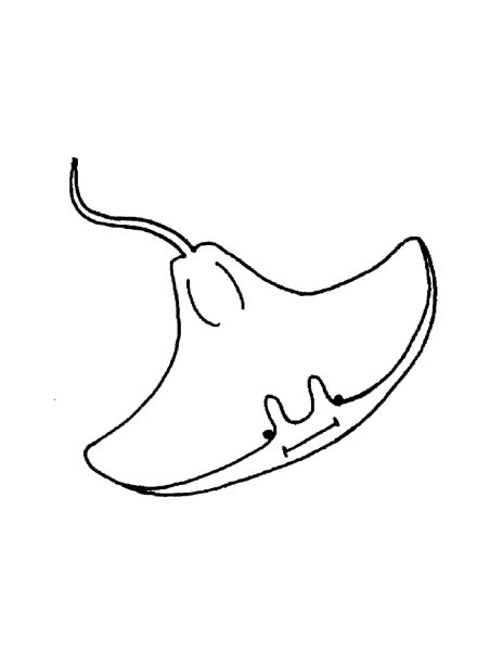 Скат шаблон