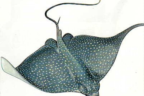 Скат раскраска