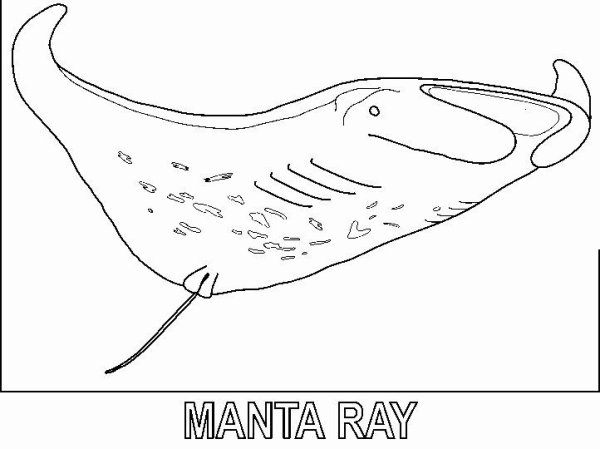 Скаты нарисованные акварелью