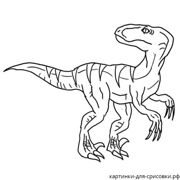 Динозавр раскраска Велоцираптора Блю