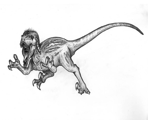 Раптор рисунок