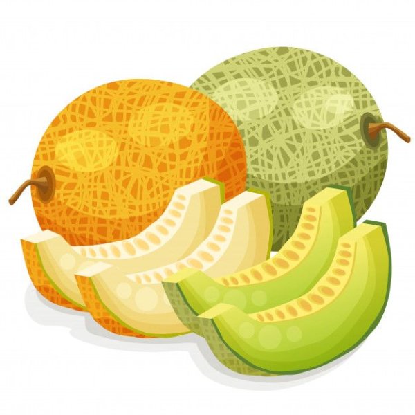 Дыня вектор