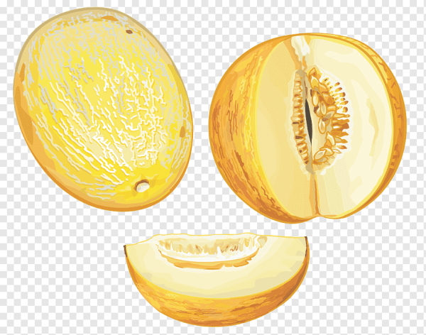 Дыня Галия канталупа