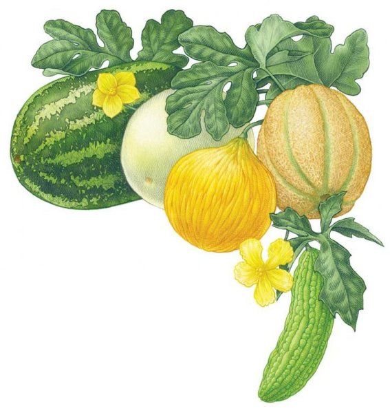 Дыня рисунок