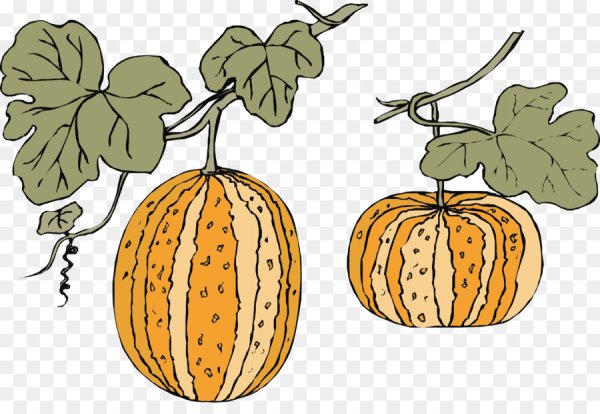 Векторная иллюстрация дыня