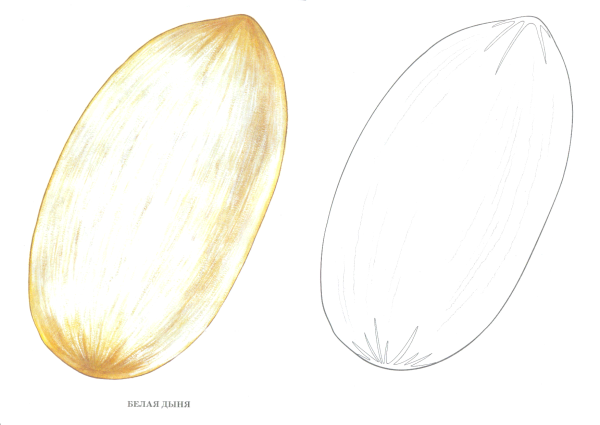 Дыня рисунок