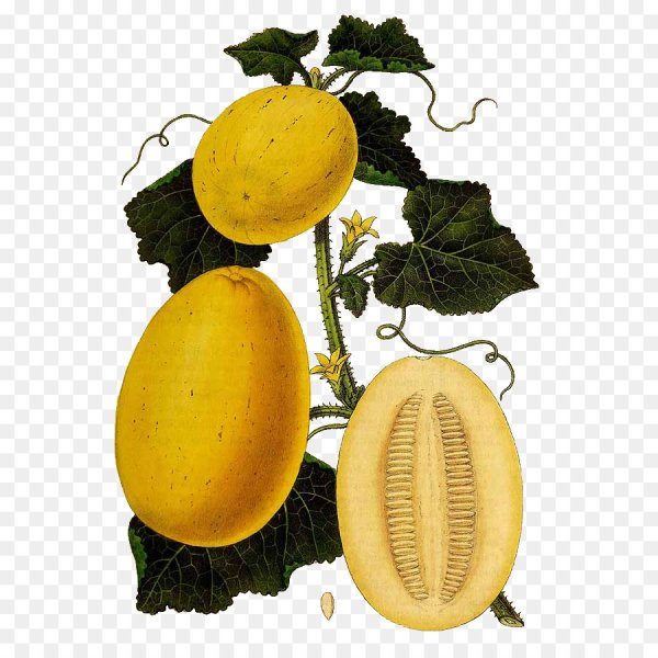 Дыня Ботаническая иллюстрация