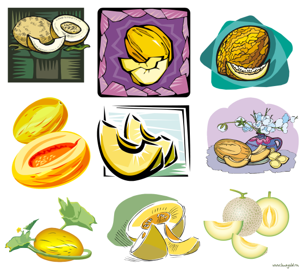 Векторная иллюстрация дыня