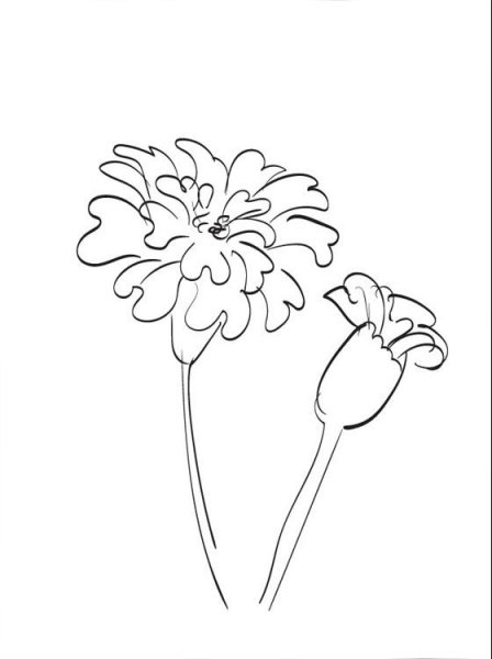 Бархатцы разукрашка