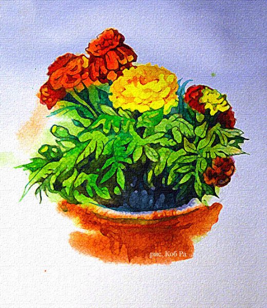 Бархатцы рисунок