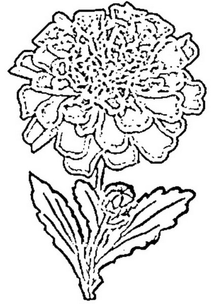 Бархатцы контур