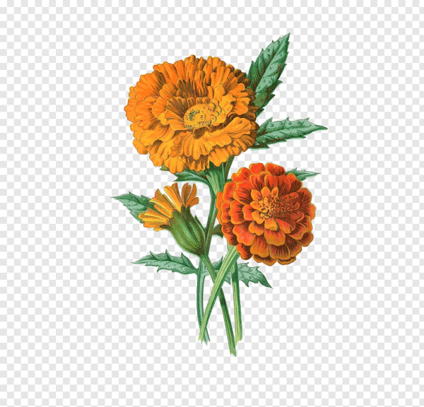 Ботаническая бархатцы