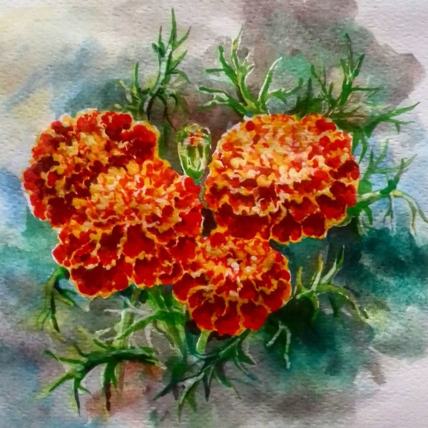 Акварель бархатцы тангерина