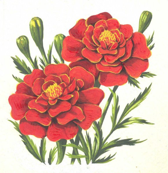 Бархатцы рисунок