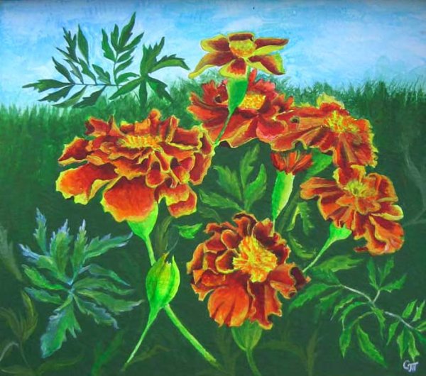 Бархатцы акварелью Андрияка