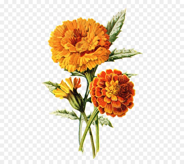 Бархатцы Ботаническая иллюстрация