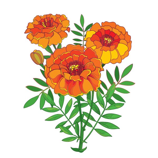 Бархатец вектор