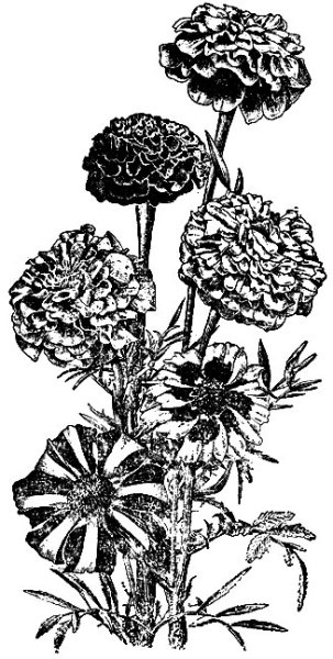 Бархатцы Тагетес