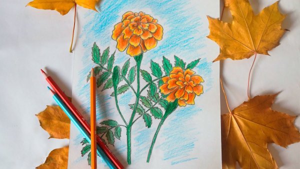 Рисование бархатцы