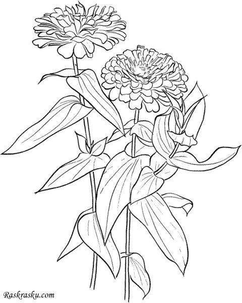 Цинии астры бархатцы рисунок