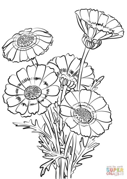 Раскраска Хризантема цветок