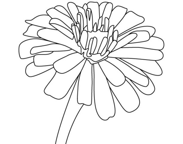 Астра раскраска