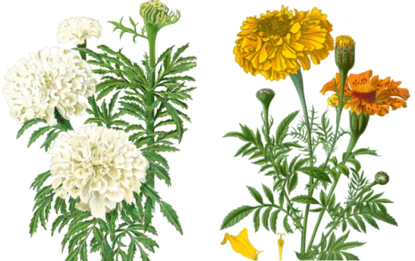 Тагетес распростертый Ботаническая иллюстрация