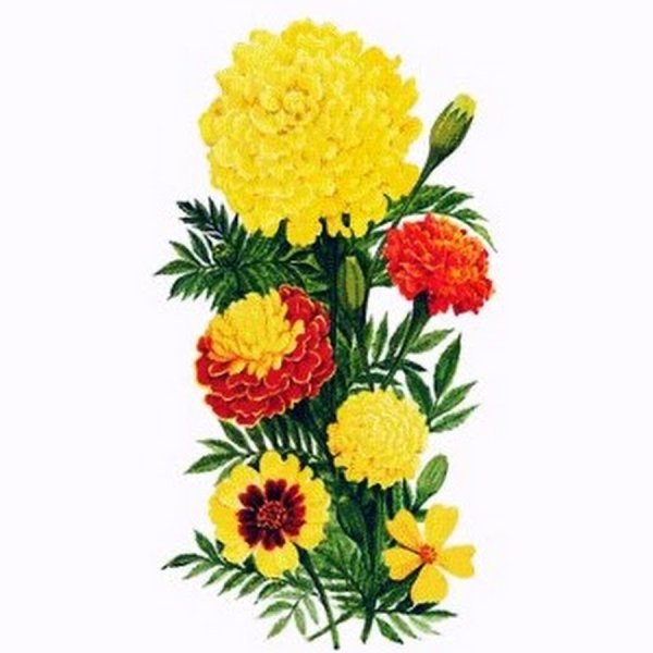 Бархатцы для детей