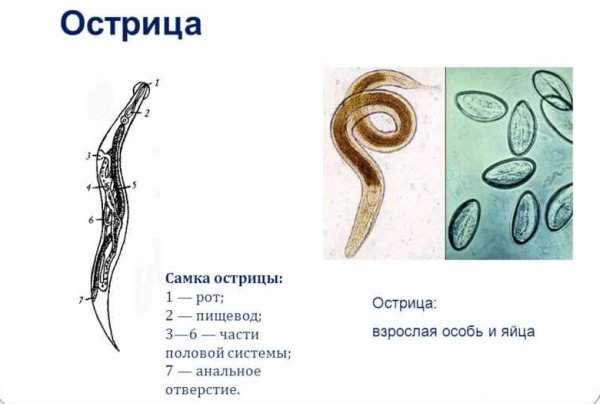 Enterobius vermicularis hogyan szerezheti be - Hogyan szerezhet be egy bika szalagféreg?