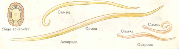 Круглые черви аскарида Острица