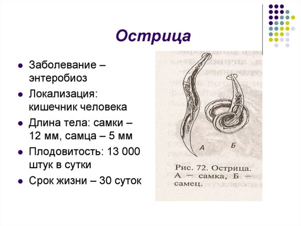 Острица краткая характеристика
