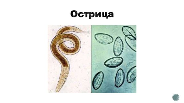 Самка Острица микроскоп