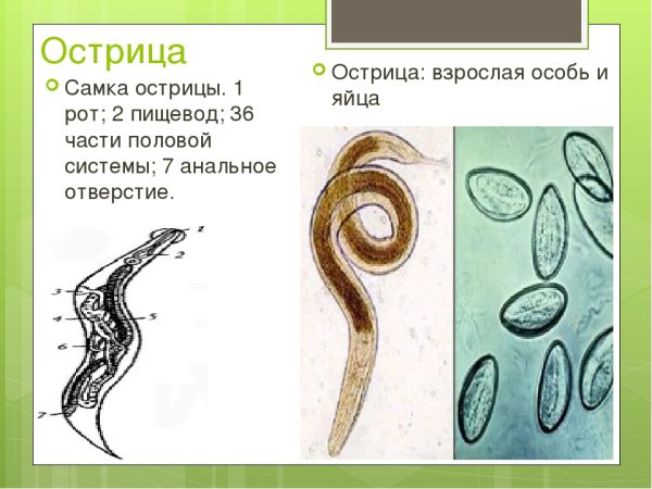 Самка острицы строение