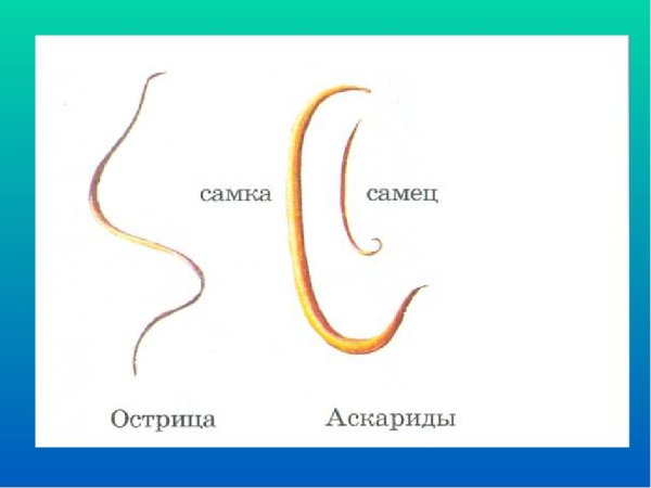 Строение острицы самка и самец