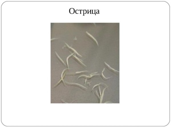 Самка острицы препарат