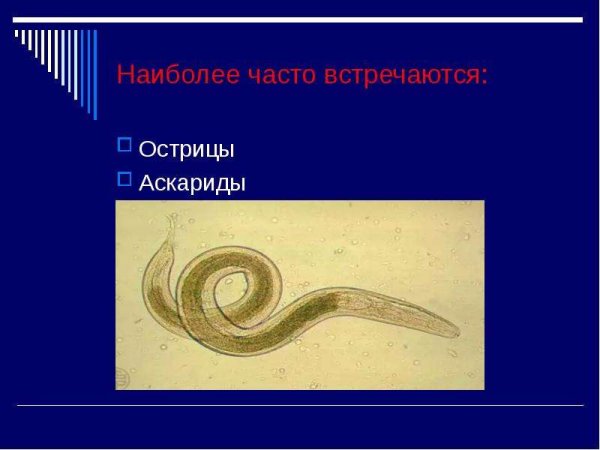 Острица детская Enterobius vermicularis