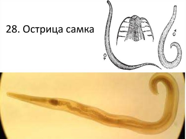 Острица строение рисунок