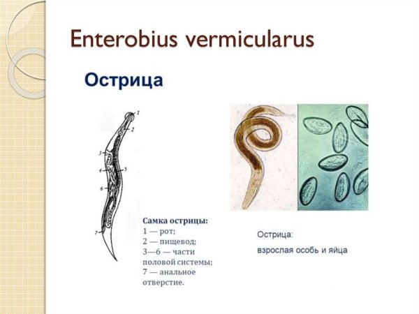 Острица рисунок