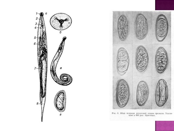 Enterobius vermicularis строение