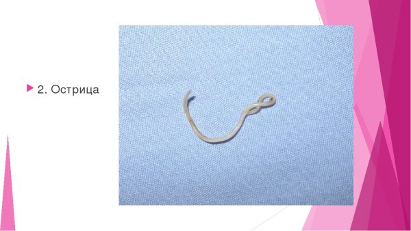 Тотальный препарат Enterobius vermicularis