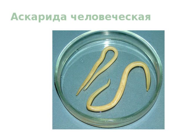 Энтеробиоз половозрелая особь