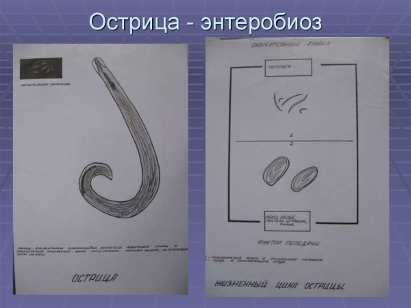 Острица возбудитель энтеробиоза
