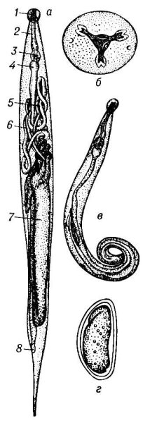 Цикл лошадиной аскариды