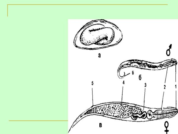 Соскоб на энтеробиоз что острицы