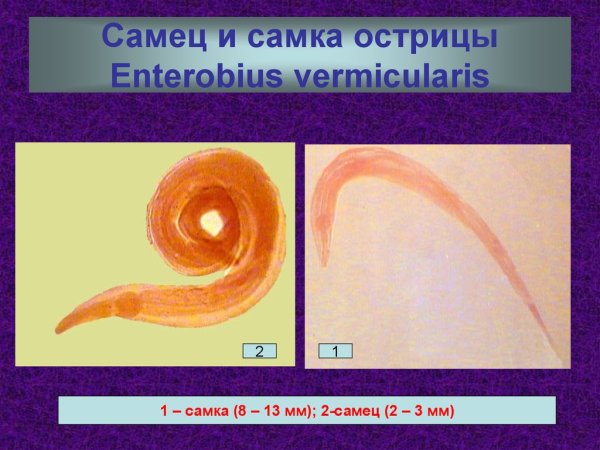 Острица и кривоголовка