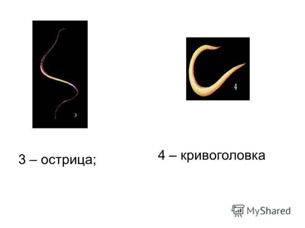 Энтеробиоз яйца остриц