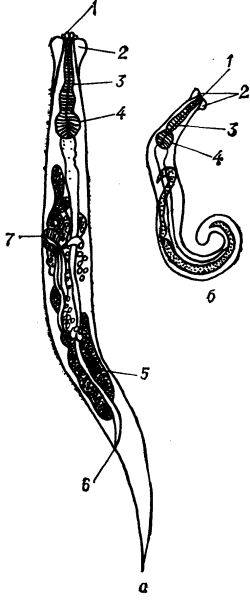 Самка острицы строение