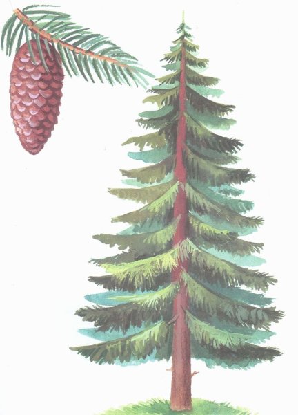 Ель дерево для детей