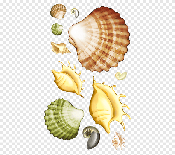 Ракушка для детей